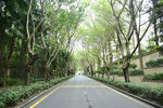 林蔭街道馬路行道樹綠化帶