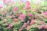 花鮮花粉色花卉