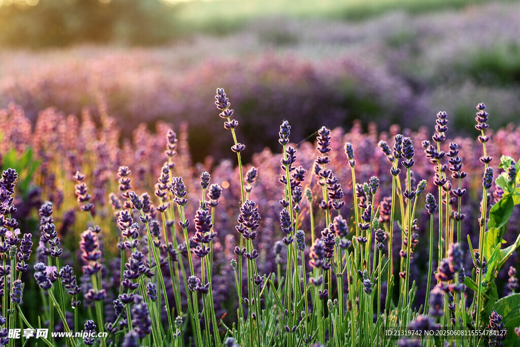 紫色薰衣草花田美景