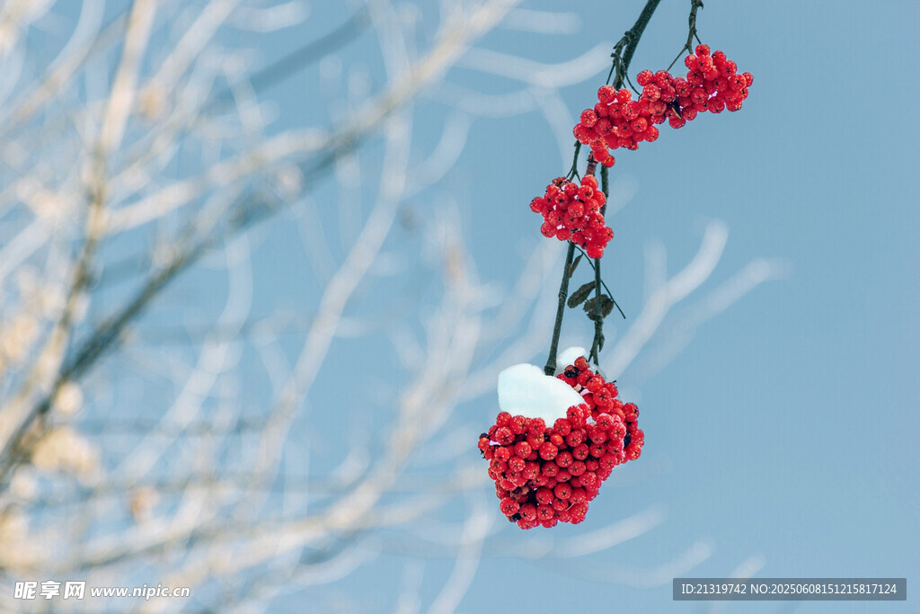 雪覆紅果掛枝頭