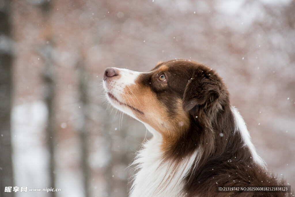 雪地中仰頭的牧羊犬