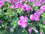 假花
