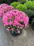 杜鵑花