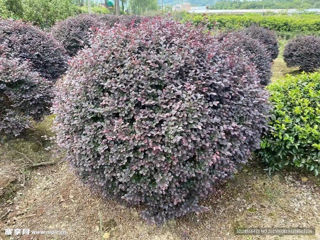 紅花繼木球