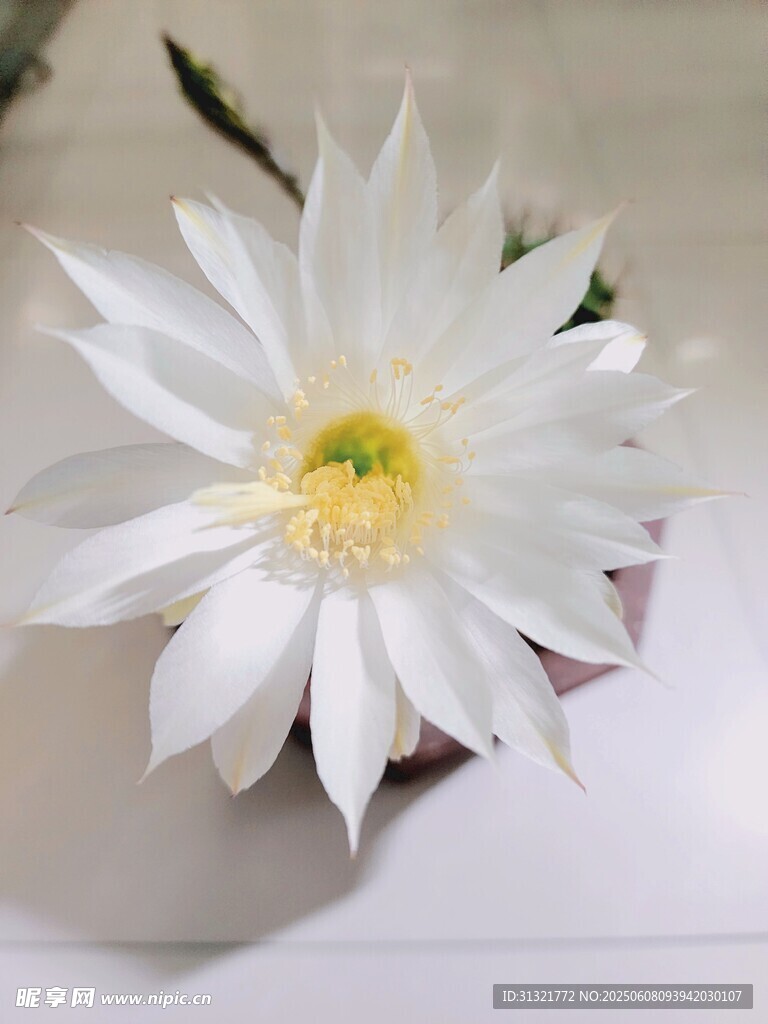 白色仙人掌花綻放