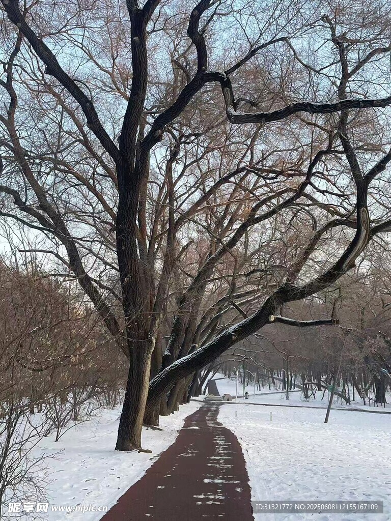 冬日雪覆公園小徑與大樹