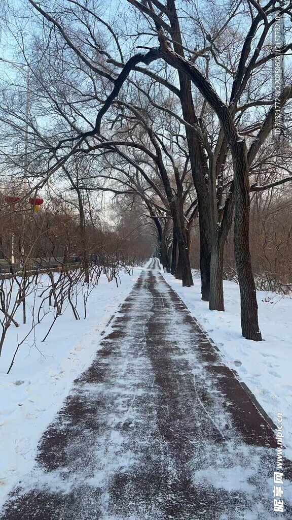 冬日雪覆林間小道