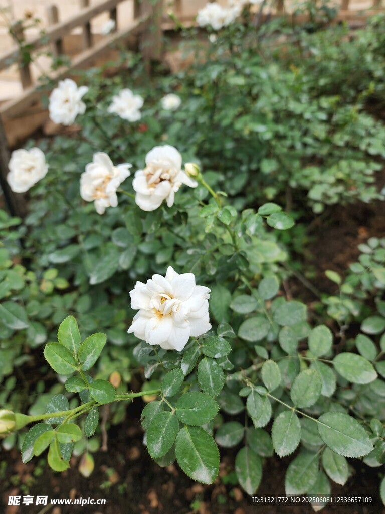 白色月季花綻放于綠葉間