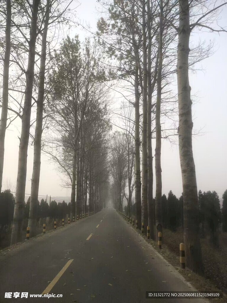 林間公路 靜謐的自然景象