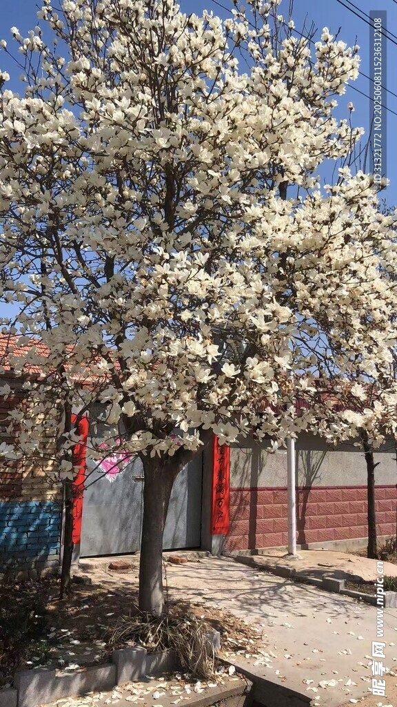 庭院中盛開的繁花樹木