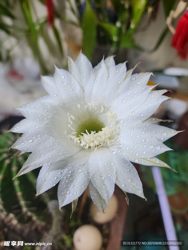 仙人球綻放的潔白花朵