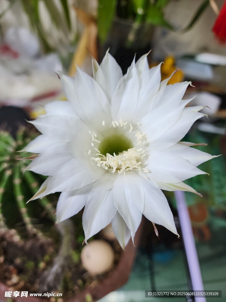 綻放的白色仙人掌花