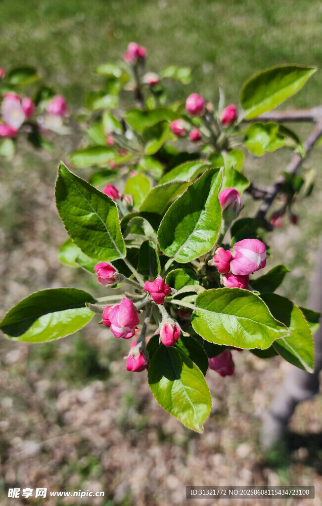枝頭綻放的粉嫩蘋果花