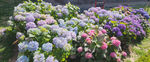 多彩繡球花綻放于花園