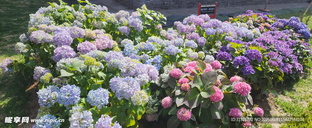多彩繡球花綻放于花園