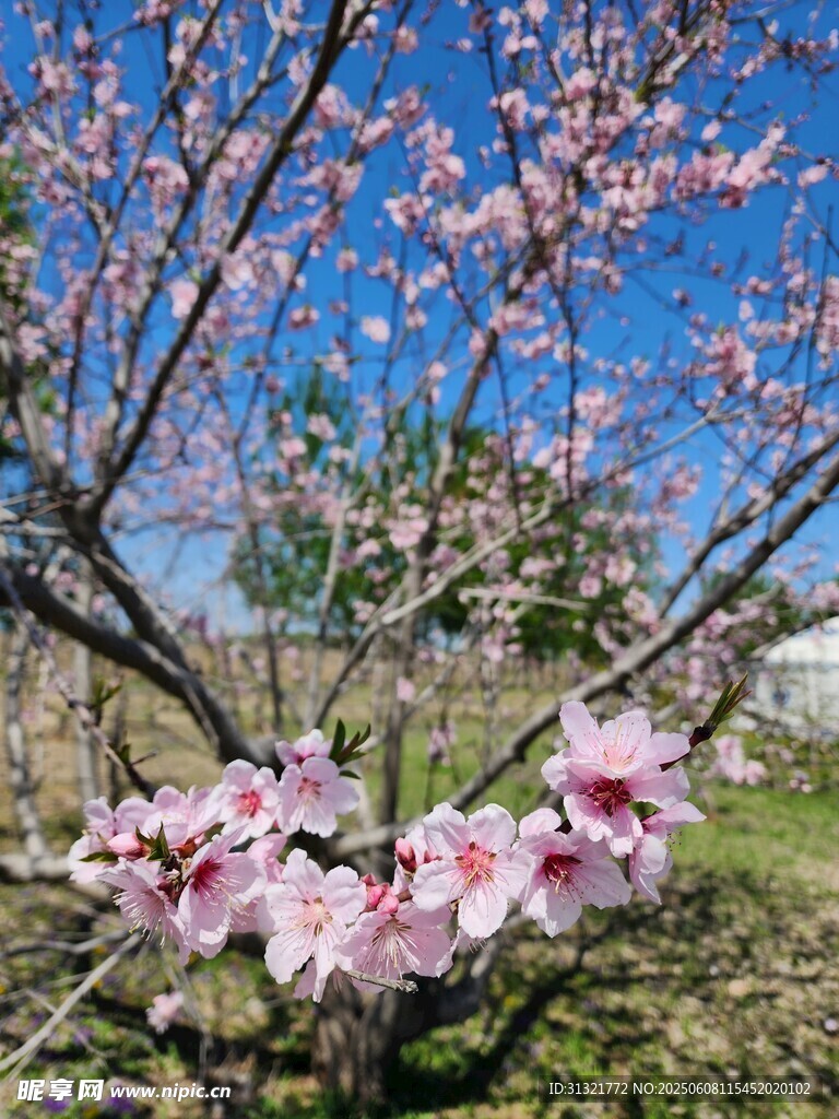 春日綻放的粉嫩桃花