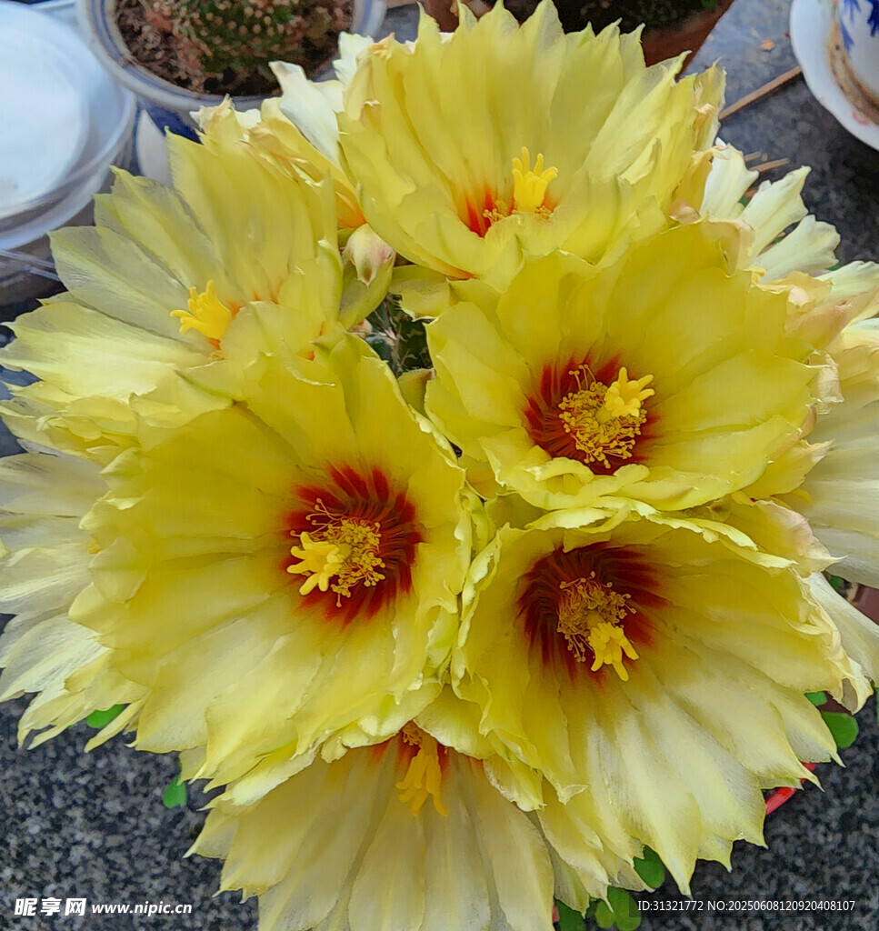 艷麗黃色仙人掌花綻放