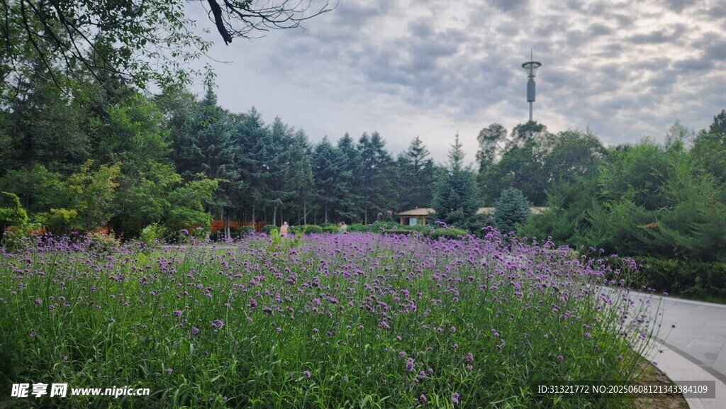 林間紫花小徑的自然美景