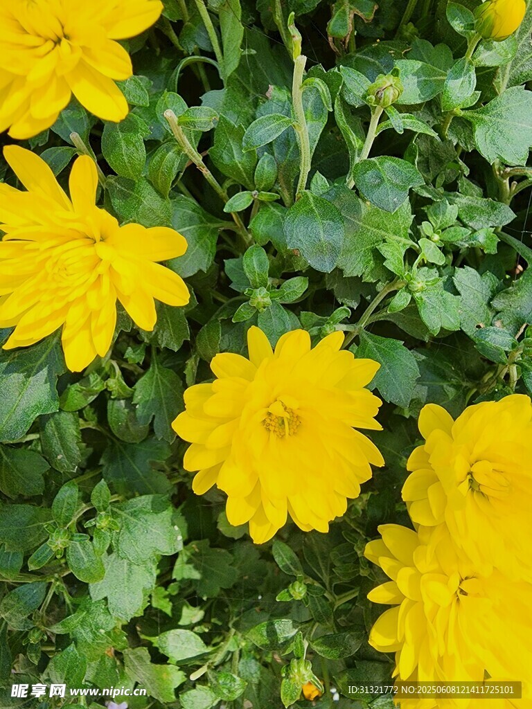 黃色小花綻放綠葉間