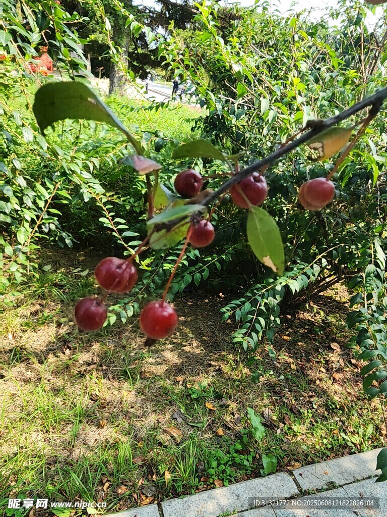 枝頭紅果掛 綠意相伴