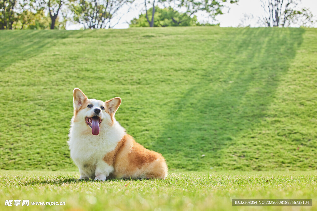 草地上的快樂柯基犬