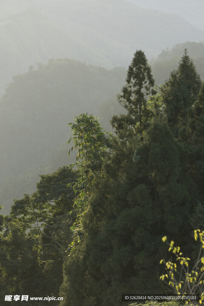山林 樹木