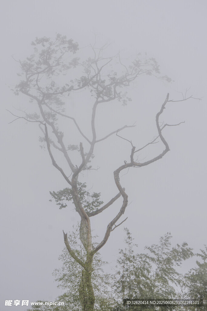 霧 孤樹 