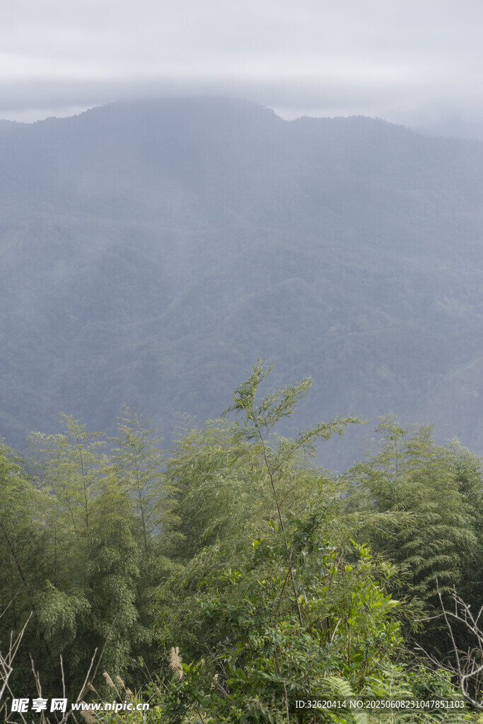 山景 植被