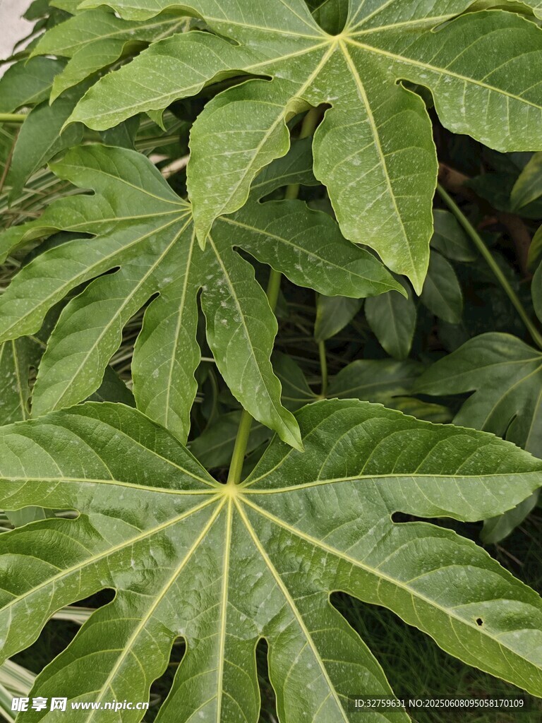 綠葉