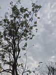 樹木