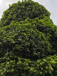 綠植