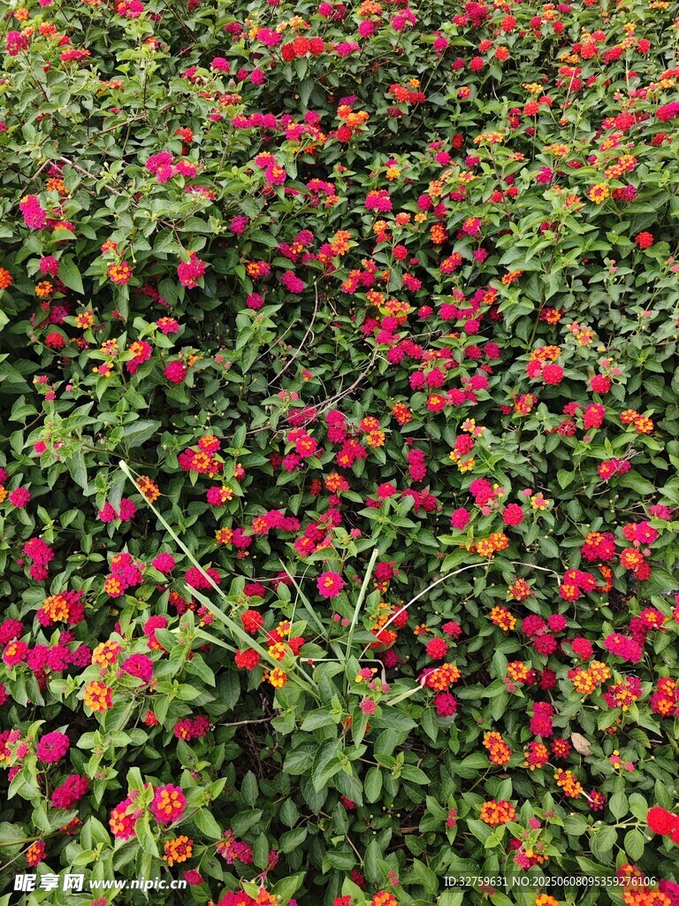 繁花