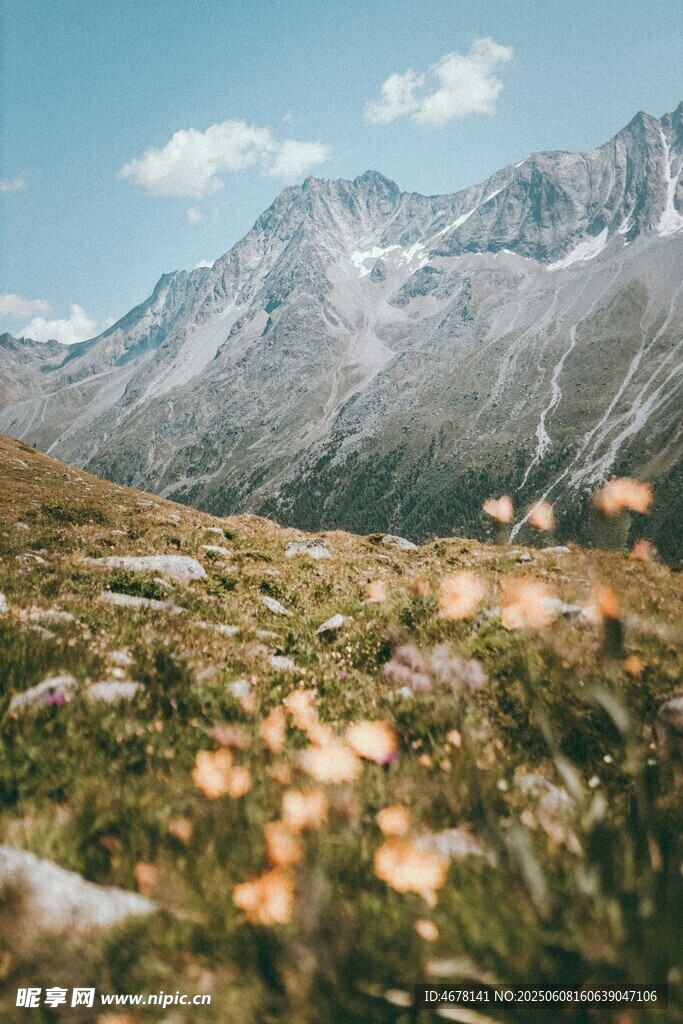 山間野花與壯麗雪山美景