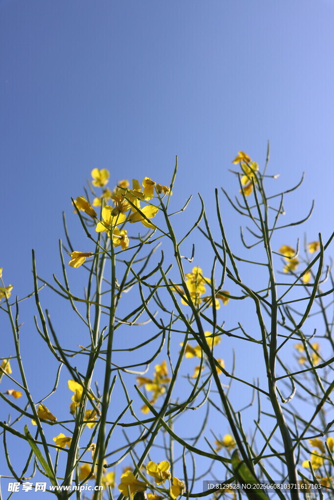 藍天映襯下的黃色花枝