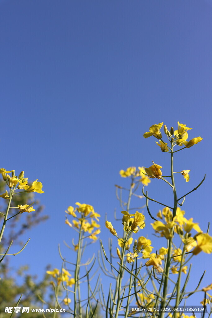 藍天映襯下的黃色小花