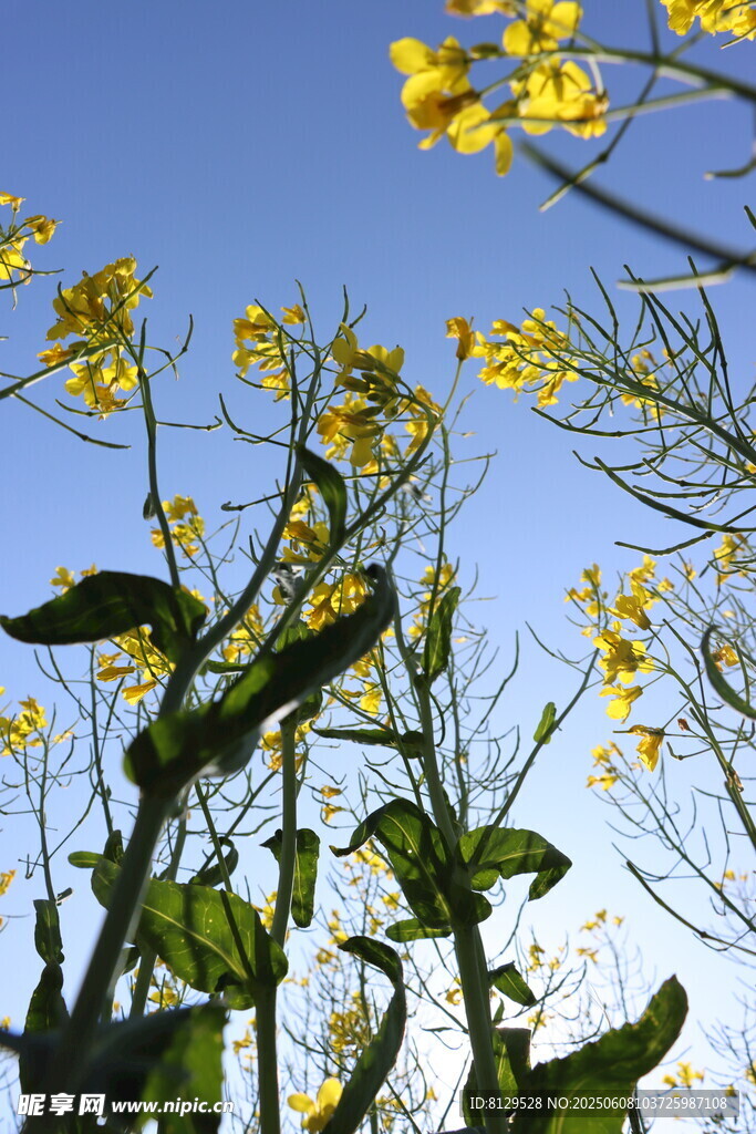 藍天映襯下的黃色油菜花