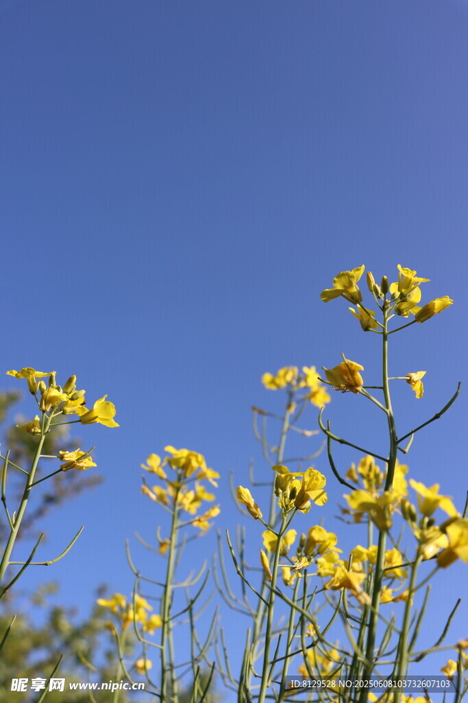 藍天映襯下的燦爛油菜花