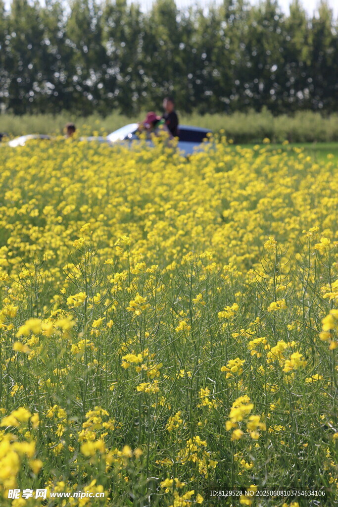 金黃油菜花田中的愜意景象