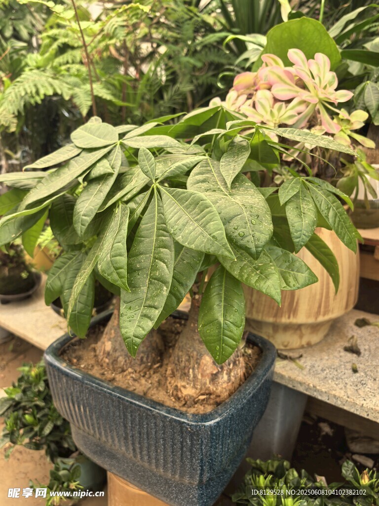盆栽綠植展示