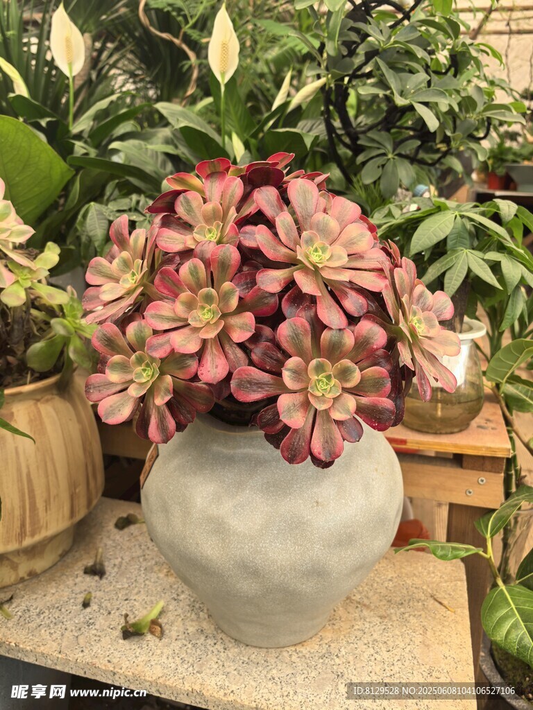 灰盆中綻放的多彩多肉植物