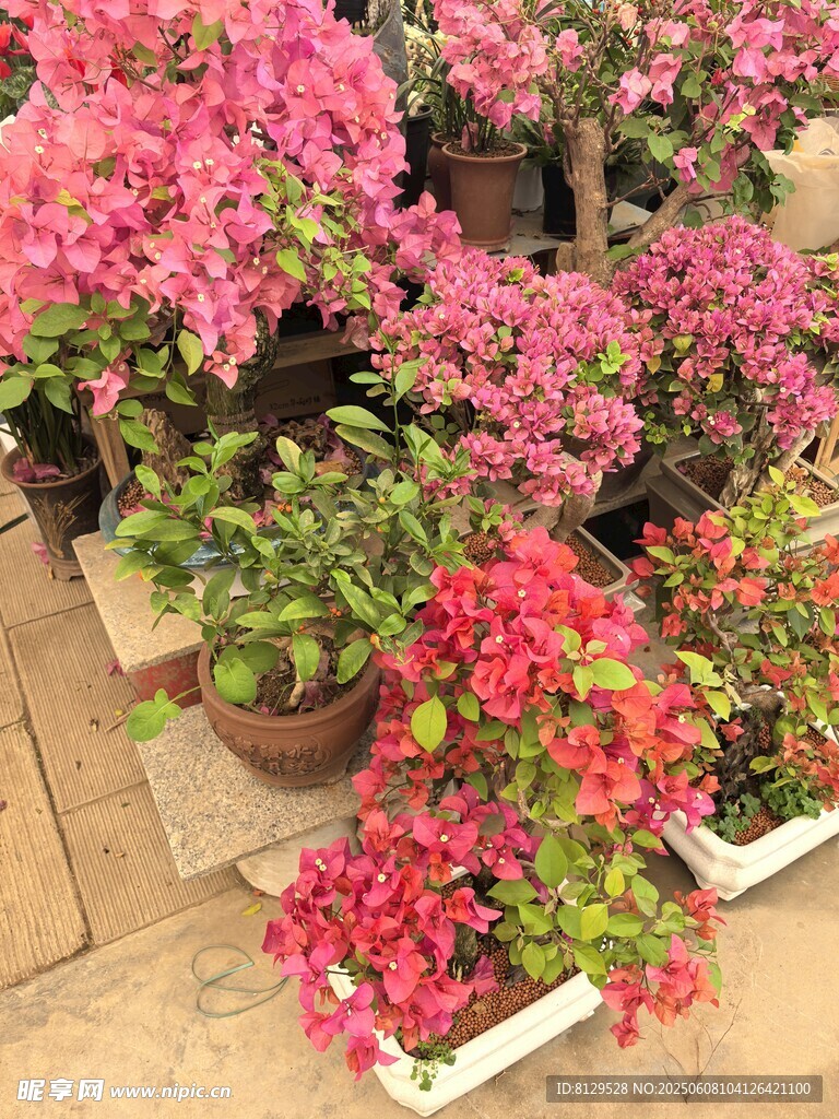 多彩盆栽花卉展示