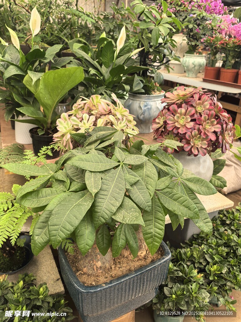 多彩盆栽植物展示