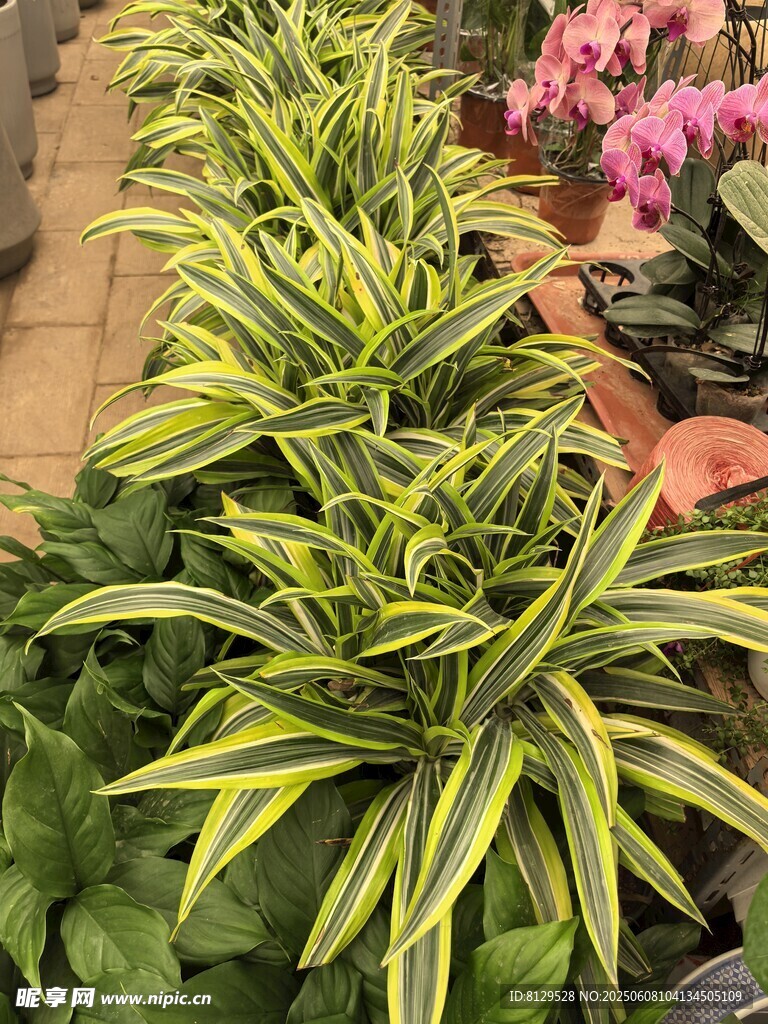 黃綠條紋綠植清新景象