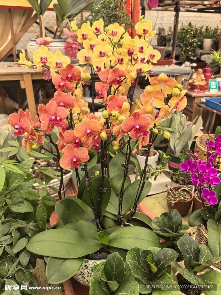 多彩蘭花綻放