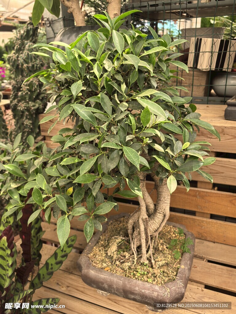 室內古樸盆景綠植展示