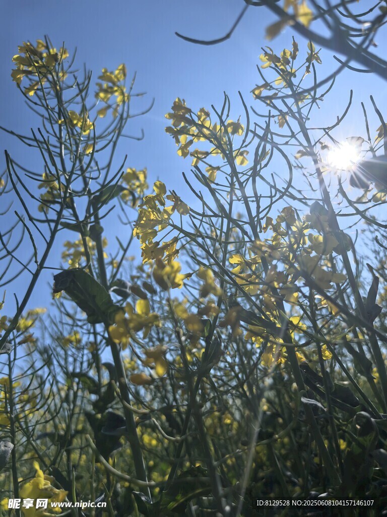 陽光下的油菜花枝