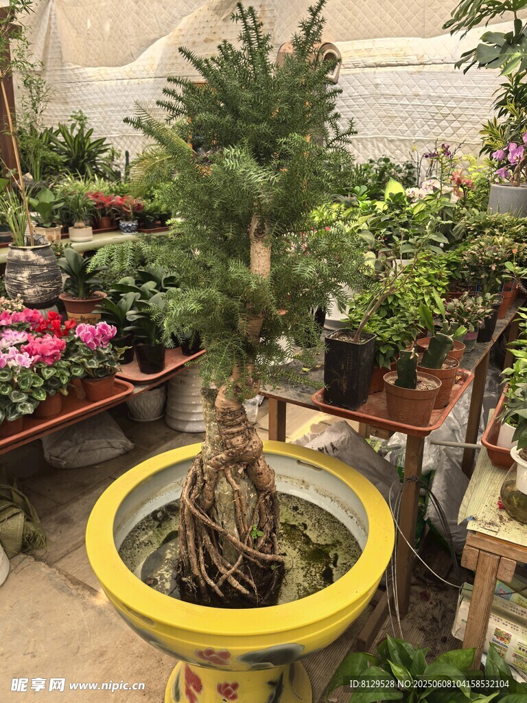 室內盆景展示