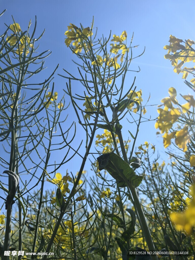 花叢中鳥兒棲息