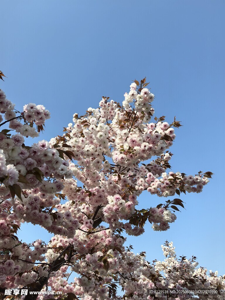 藍天映襯下的爛漫櫻花