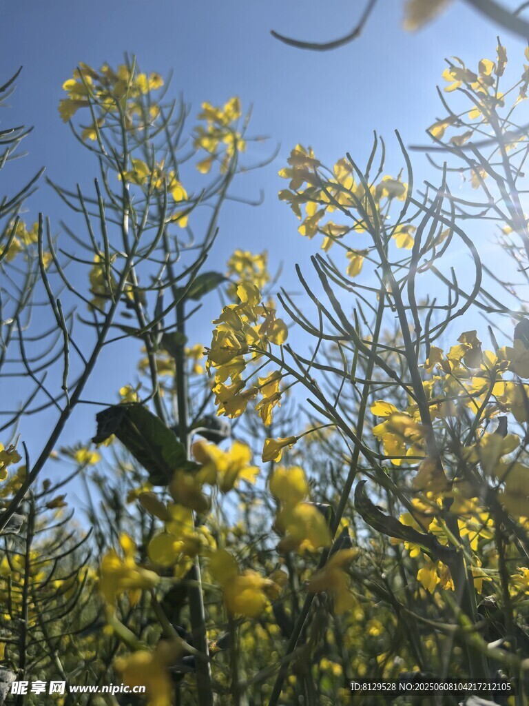 枝頭繁花間的鳥兒